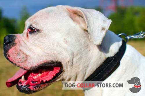 Felt Padded Leather Dog for American Bulldog Training