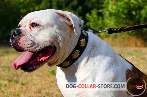 Plated Leather American Bulldog Collar for Walking in Style