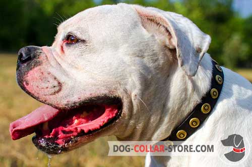 Designer Leather American Bulldog Collar Studded with Brass Circles