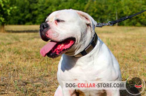 Designer Leather American Bulldog Collar with Vintage Massive Nickel Plates