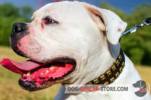 Hand-Decorated Studded Wide Designer Leather Dog Collar for American Bulldog Training