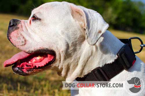 All Weather Adjustable Nylon Dog Collar for American Bulldog