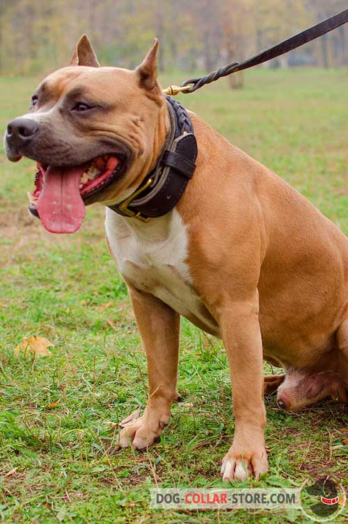 Hand-Decorated Leather Dog Collar for Amstaff Walking