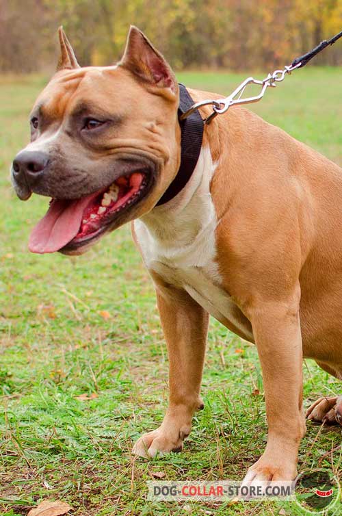 Nylon Amstaff Collar for Walking