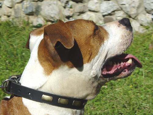 Stylish Leather Amstaff Collar with Decorations