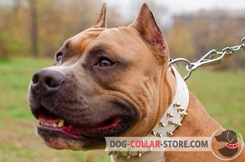 Amstaff Collar Spiked Design for Walking