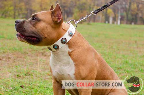 Fashionable Leather Amstaff Collar White With Blue Stones