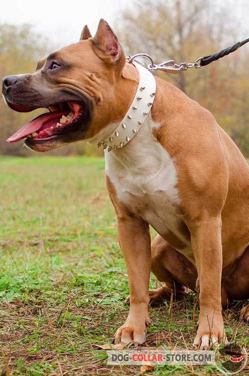 Stylish Amstaff Collar Leather White with Spikes