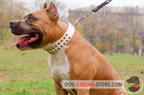 Hand-Decorated Studded Wide Designer White Leather Dog Collar for Amstaff Training