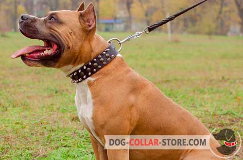 Spiked and Studded Leather Amstaff Collar with Nickel-plated D-Ring for Leash Attachment