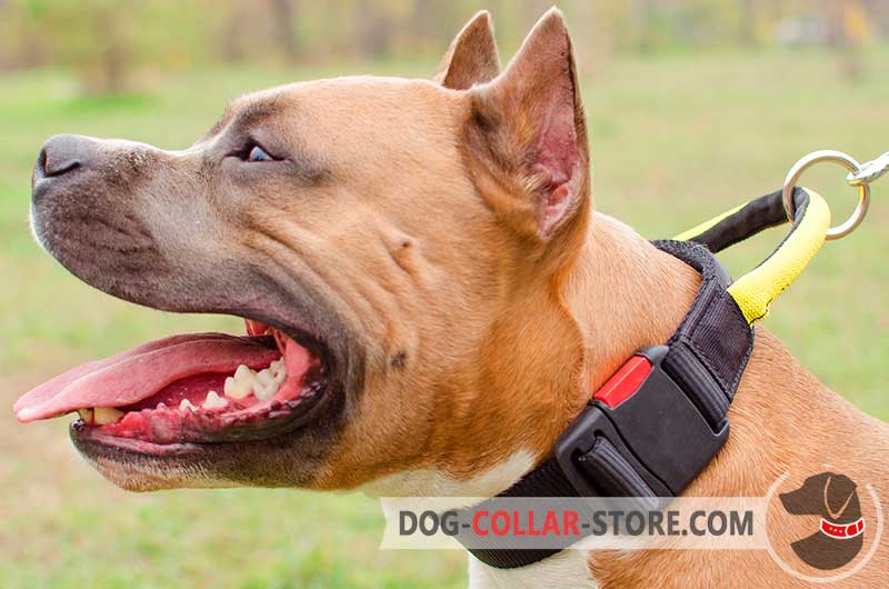 Order All Weather Nylon Amstaff Collar