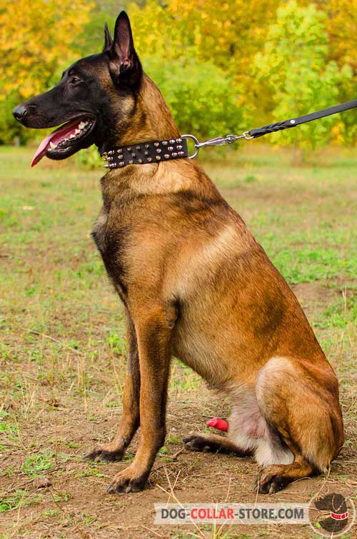 Leather Belgian Malinois Collar Spiked Design