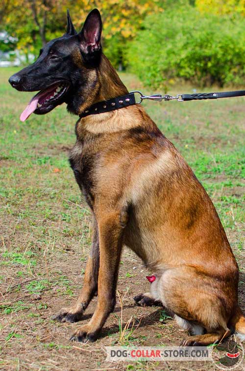 Leather Belgian Malinois Collar Spiked Design