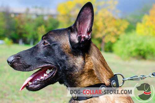 Strong Nylon Belgian Malinois Collar with Conchos