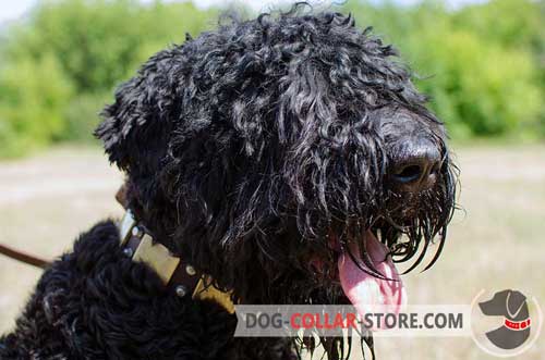 Leather Black Russian Terrier Collar With Brass Plates and Nickel Spikes