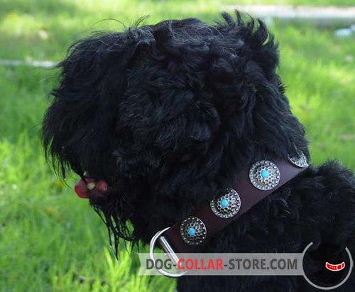 Fancy Brown Leather Dog Collar for Black Russian Terrier Decorated with Circles