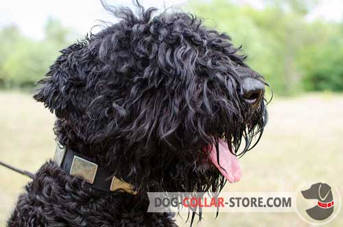 Leather Black Russian Terrier Collar Decorated with Nickel Plates