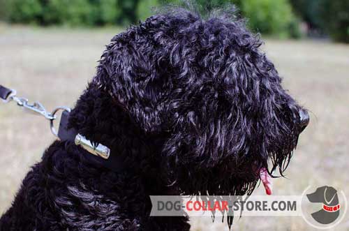 Dog Collar for Black Russian Terrier with Identification Plate