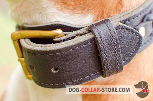 Heavy-Duty Brass Plated Buckle on Everyday Leather Dog Collar