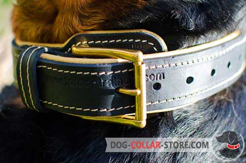 Reliable Brass-Plated Buckle on Padded Leather Dog Collar