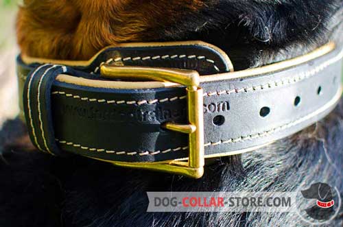 Reliable Brass-Plated Buckle on Padded Leather Dog Collar