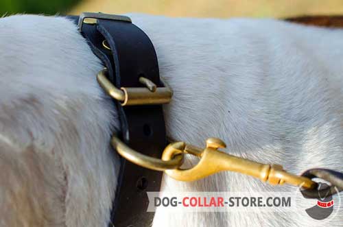 Rust Proof Steel Old Brass Plated D-Ring on Plated Leather Dog Collar for Lead Attachment