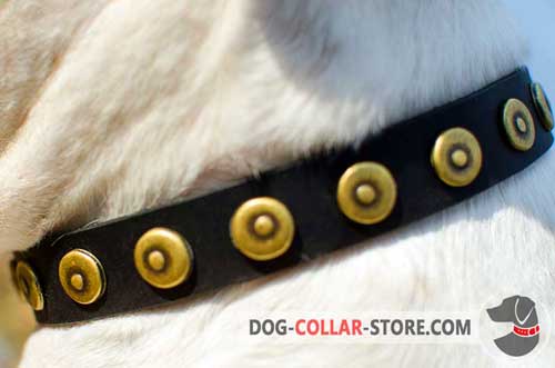 Stylish Brass Dotted Circles on Handcrafted Leather Dog Collar