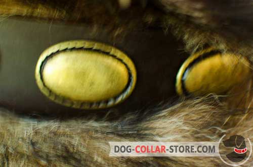 Stylish Brass Oval Plates On Leather Dog Collar