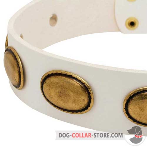 Massive Oval Brass Plates on White Leather Dog Collar