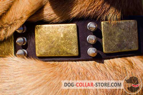 Duly Welded Brass-Plated D-Ring on Painted Leather Dog Collar