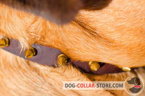 Golden Brass Spikes on Dog Collar made of Leather