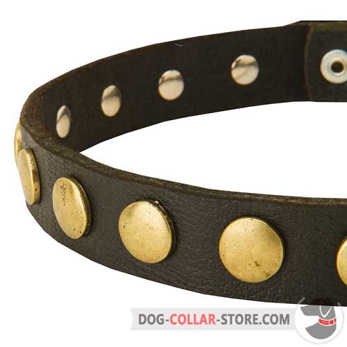 Golden Brass Studs on Designer Leather Dog Collar