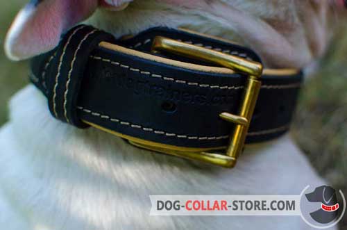 Reliable Brass-Plated Buckle on Nappa Padded Leather Dog Collar