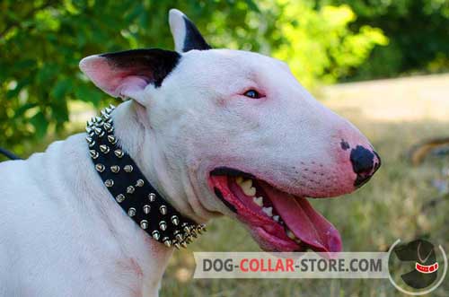 Designer Leather Bull Terrier Collar with 3 Rows of Spikes