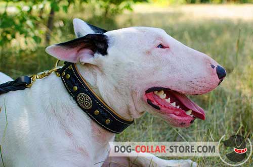 Soft Nappa Padded Leather Dog Collar for Bull Terrier Walking