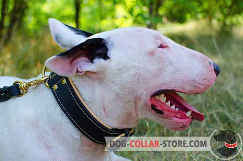 Leather Bull Terrier Collar Padded with Soft Nappa for your Pet's Comfort