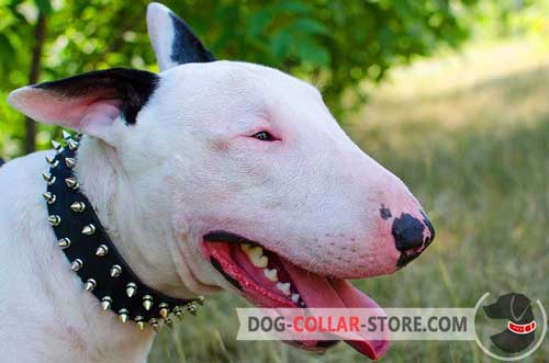 Adjustable Leather Dog Collar for Bull Terrier of Spiked Design