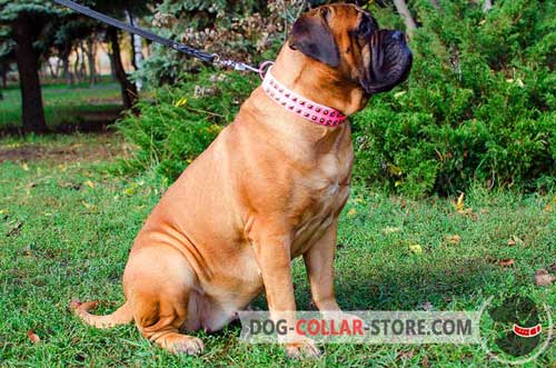 Professionally Designed Adjustable Pink Leather Bullmastiff Collar for Training