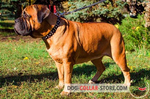 Durable Leather Bullmastiff Collar