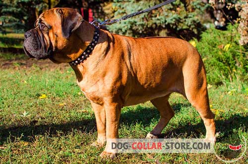 Durable Leather Bullmastiff Collar