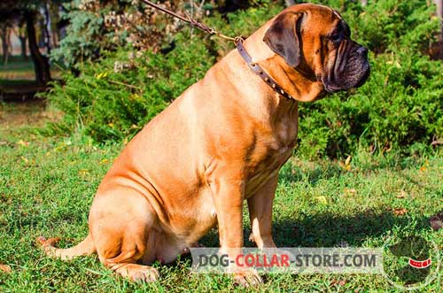 Elegant Leather Bulmastiff Collar with Bronze Brass Spikes