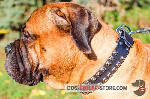 Fashion Adjustable Leather Bullmastiff Collar