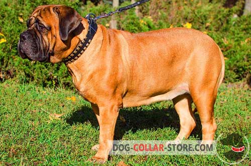 Fashion Adjustable Leather Bullmastiff Collar for Walking