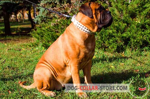 Fashion Adjustable Leather Bullmastiff Collar