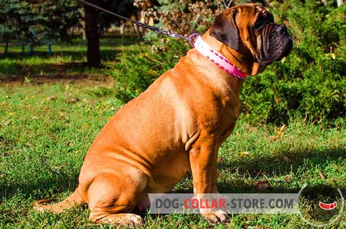 Pink Leather Dog Collar Spiked Design