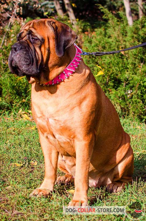 Pink Leather Bullmastiff Collar With Nickel Spikes