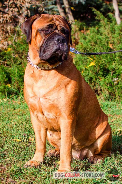 Bullmastiff  Collar Spiked Design for Walking