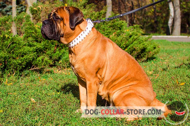 The Best Designer Leather Dog Collar with Massive Plates and Spikes for  Bullmastiff breed [C84##1014 Brass massive plates with 6 nickel spikes 3  pyramids] : Bullmastiff dog harness, Bullmastiff dog muzzle, Bullmastiff