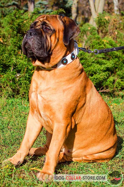 Well Done Leather Bullmastiff Collar With Plates And Blue Stones