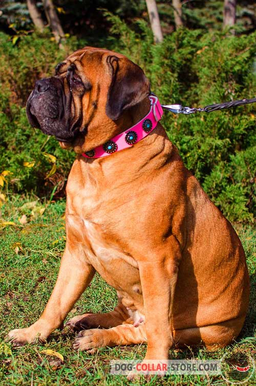 Pink Leather Bullmastiff Collar With Blue Stones for Stylish Walking